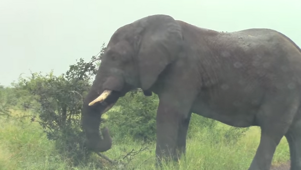 Elefante em fúria ataca veículo subitamente - Sputnik Brasil