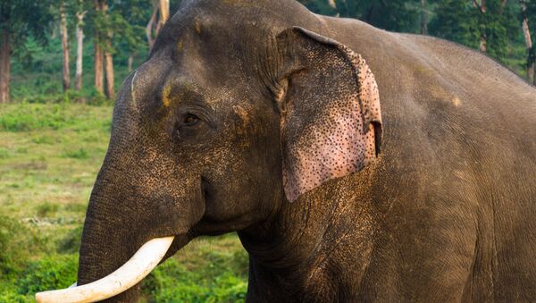 O elefante-asiático (imagem referencial) - Sputnik Brasil