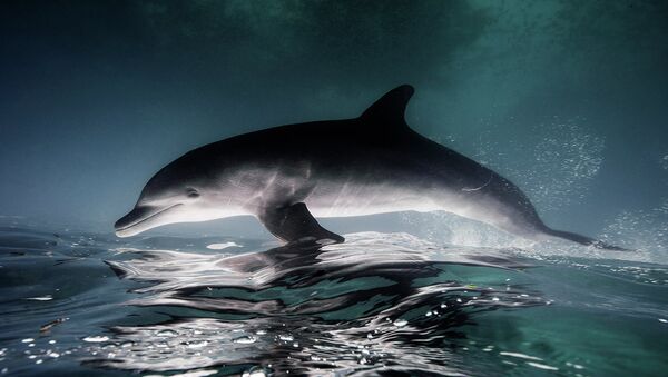Fotografia subaquática de golfinho no México (imagem referencial) - Sputnik Brasil