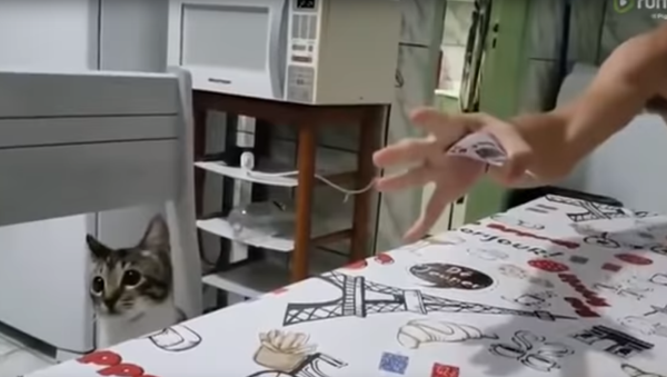 Gato fica perplexo com truque de mágica - Sputnik Brasil