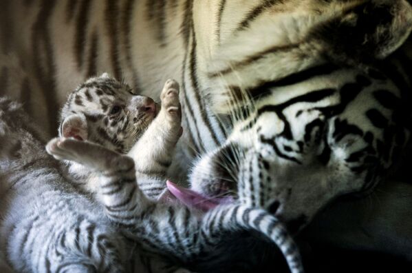 Tigresa branca fotografada junto com filhote recém-nascido no jardim zoológico La Pastora, México - Sputnik Brasil