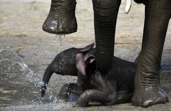 Filhote de elefante recém-nascido fotografado junto a sua mãe no Zoológico de Wuppertal, Alemanha - Sputnik Brasil