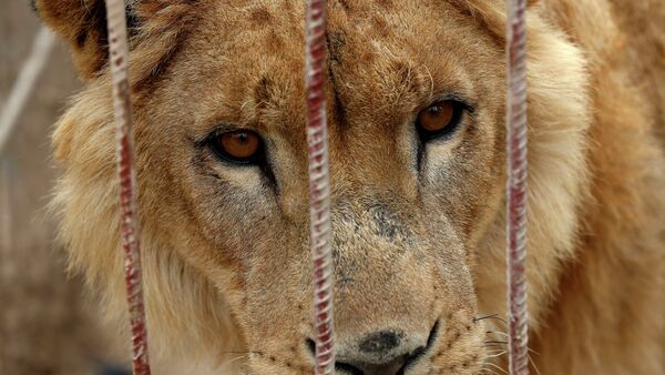 Leão abandonado é visto em jaula no zoológico de Muntazah al-Nour, Iraque, em 28 de março de 2017 - Sputnik Brasil
