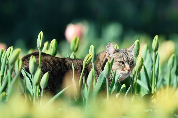Um gato no jardim botânico de Nikitsky, na Crimeia - Sputnik Brasil