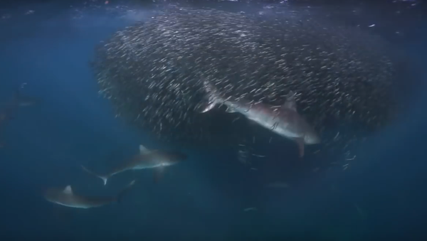 Tubarões caçando em águas australianas - Sputnik Brasil