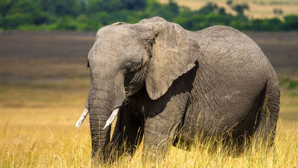 Elefante na reserva nacional Masai Mara, no Quênia (imagem referencial) - Sputnik Brasil