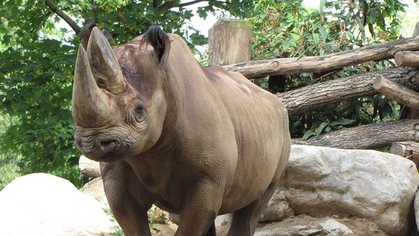 Rinoceronte no Jardim zoológico - Sputnik Brasil