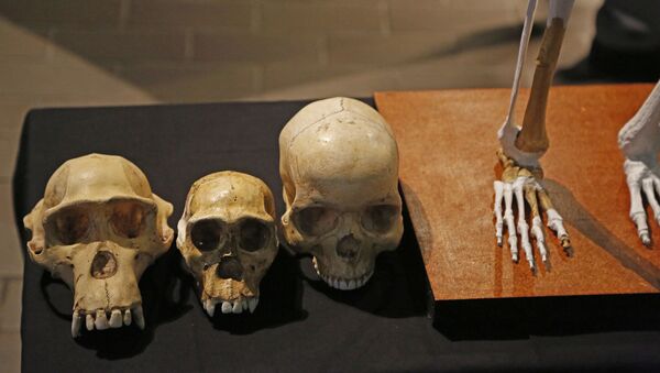 Réplicas de crânios são exibidas ao lado de réplica da primeira espécie humana, no Museu Iziko, na cidade de Cape Town, África do Sul, 15 de maio de 2014 - Sputnik Brasil