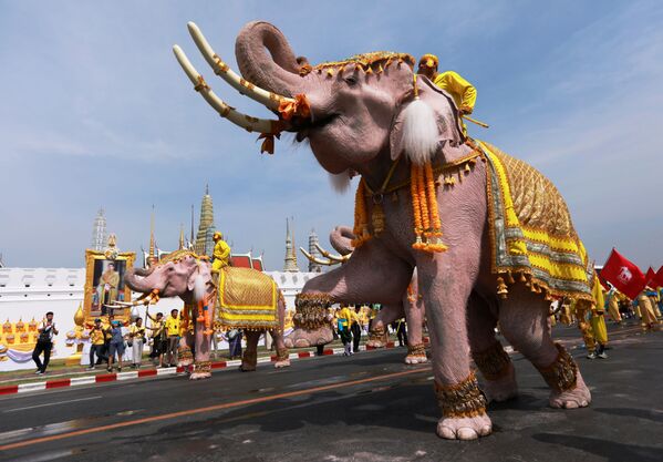 Elefantes participam da cerimônia de coroação do novo rei tailandês Maha Vajiralongkorn - Sputnik Brasil