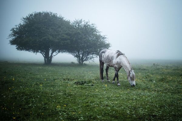 Um cavalo pastando em um prado no distrito de Maikop, República de Adigueia, Rússia - Sputnik Brasil