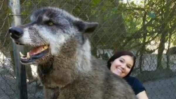 Wolfdog - Sputnik Brasil