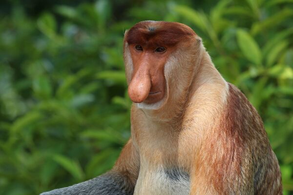 Macaco-narigudo é um animal endêmico das florestas tropicais de Bornéu, que ficam no oceano Índico - Sputnik Brasil