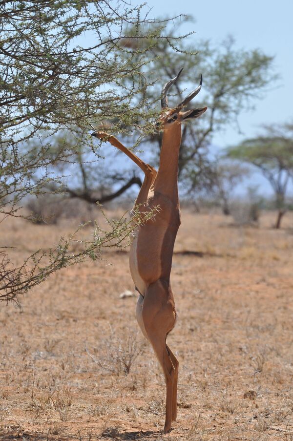 Gazela-girafa é um antílope que habita regiões áridas da África. Essa espécie possui pescoço muito longo e fino semelhante ao de girafas - Sputnik Brasil