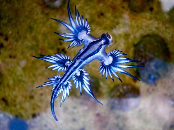 Apelidada de dragão azul, glaucus atlanticus é uma espécie de lesmas. Elas podem flutuar perto da superfície por terem um saco contentor de gás no estômago - Sputnik Brasil