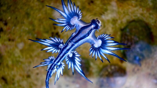 Dragão azul (Glaucus Atlanticus) - Sputnik Brasil