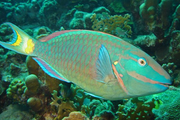 Peixe-papagaio se distingue pela coloração brilhante e bico semelhante àquele que possuem papagaios reais. Habita zonas de recifes coralinos do mar Vermelho, oceanos Atlântico e Indo-Pacífico - Sputnik Brasil