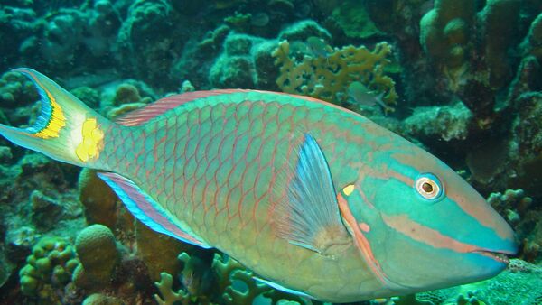 Peixe-papagaio se distingue pela coloração brilhante e bico semelhante àquele de papagaios reais. Habita zonas de recifes coralinos do mar Vermelho, a região do Indo-Pacífico e o oceano Atlântico - Sputnik Brasil