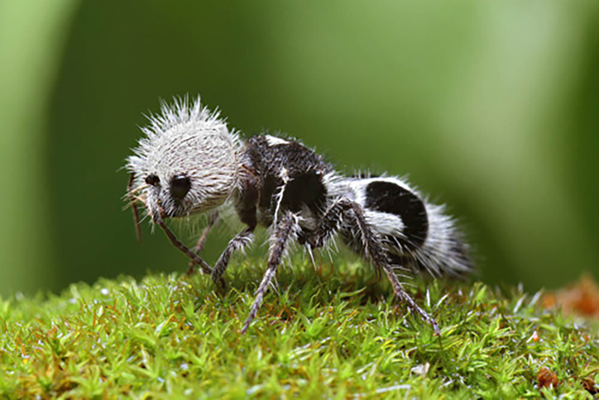 Chamados de formigas-panda graças à aparência incomum, esses insetos na verdade pertencem à espécie de vespas endêmicas da América do Sul - Sputnik Brasil