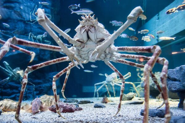 Caranguejo-gigante-japonês ou caranguejo-aranha-gigante é uma espécie de caranguejo que pode atingir uma envergadura, medida com as patas esticadas, de 3,8 metros e pesar 19 kg - Sputnik Brasil