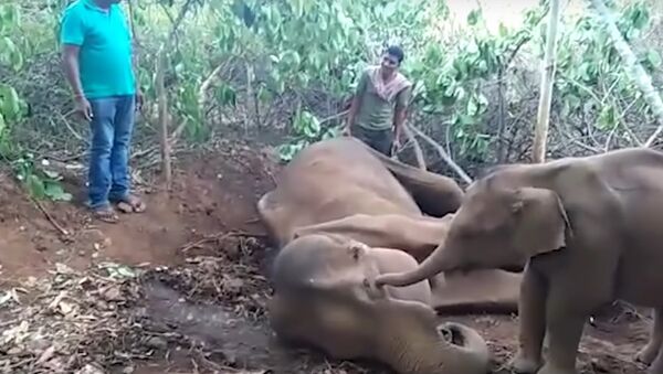 Filhote de elefante tenta acordar sua mãe ferida em aldeia da Índia - Sputnik Brasil