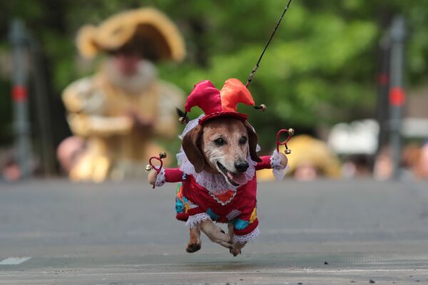 Cachorro toma parte em desfile Parada de Dachshund em São Petersburgo - Sputnik Brasil