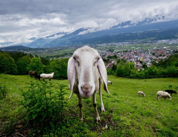 Ovelha fotografada em campo na margem do rio perto da cidade de Innsbruck, Áustria - Sputnik Brasil