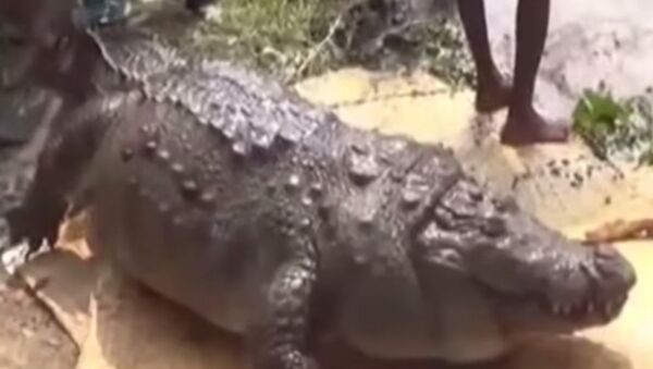 Crocodilo Tum-Dee - Sputnik Brasil