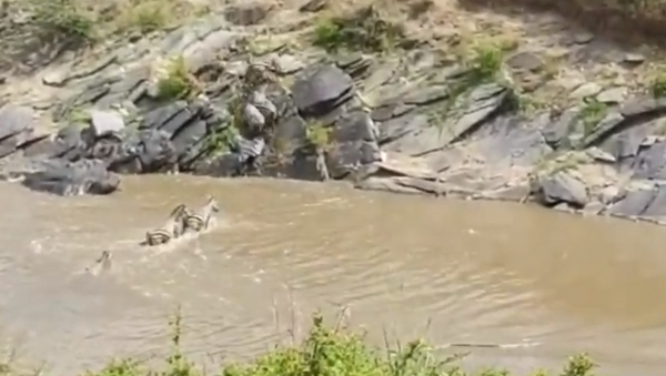 Zebra é surpreendida por crocodilos sorrateiros  - Sputnik Brasil