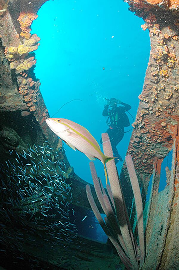 Mergulhador no navio afundado Hilma Hooker, ilha de Bonaire - Sputnik Brasil