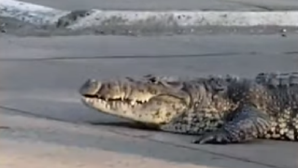 Crocodilo no México - Sputnik Brasil