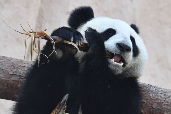 Panda que a China ofereceu ao Jardim Zoológico de Moscou, Rússia - Sputnik Brasil