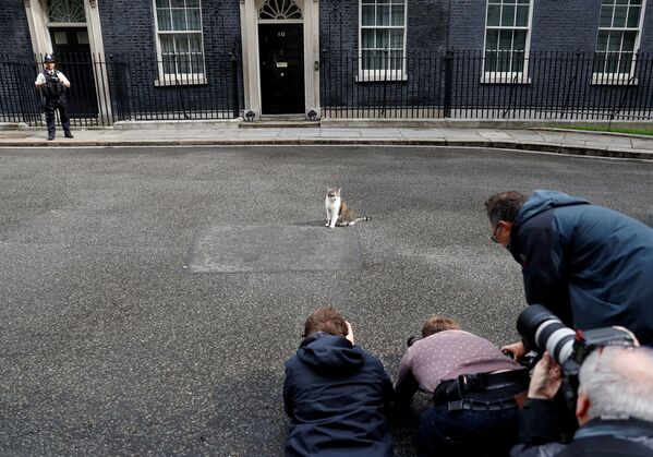 Repórteres fotografam Larry, o gato, do lado de fora da Downing Street 10 em Londres, Grã-Bretanha, 11 de junho de 2019 - Sputnik Brasil