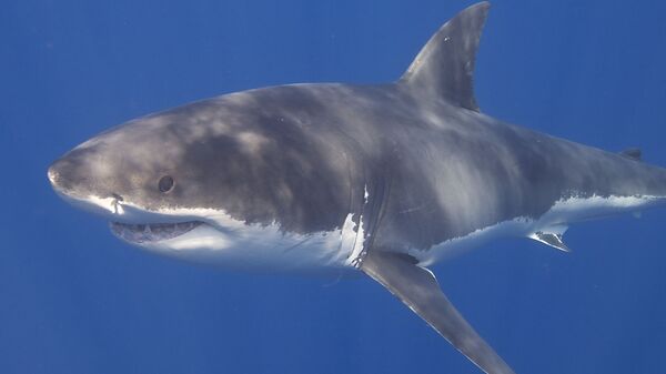 Tubarão-branco (foto de arquivo) - Sputnik Brasil