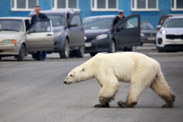 Urso polar perdido é encontrado a centenas de quilômetros de seu habitat natural
 - Sputnik Brasil