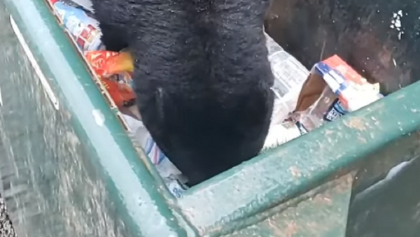 Urso assustado pula de cabeça para baixo em busca de gostosura - Sputnik Brasil