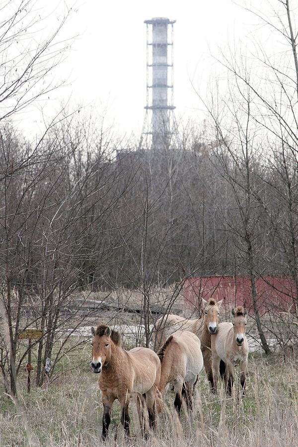 Cavalos perto do sarcófago do 4ª reator da usina nuclear de Chernobyl - Sputnik Brasil