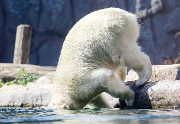 Urso polar no zoo de Gelsenkirchen, Alemanha - Sputnik Brasil
