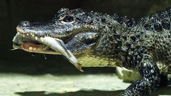Crocodilo-siamês do Jardim Zoológico de Moscou (imagem referencial) - Sputnik Brasil