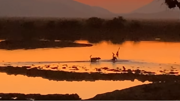 Mabecos esfrangalham impala atolada na lama - Sputnik Brasil