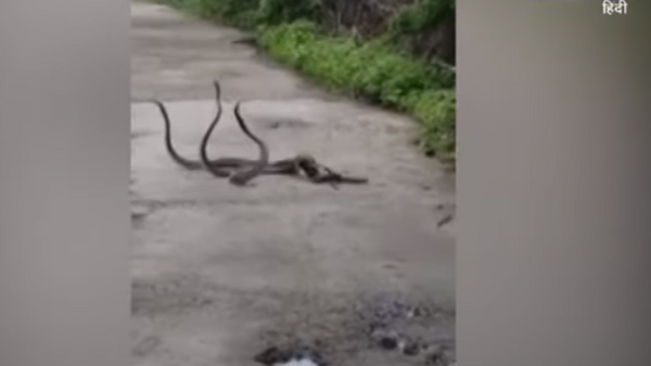 3 cobras se entrelaçam em 'combate de wrestling' em plena rua na Índia - Sputnik Brasil