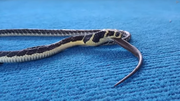 Cobra peçonhenta engole serpente bebê por completo - Sputnik Brasil