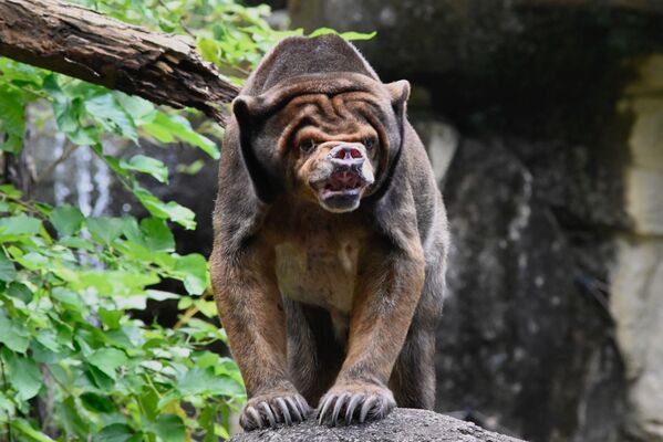 Urso-malaio no Zoológico de Taipé, Taiwan - Sputnik Brasil