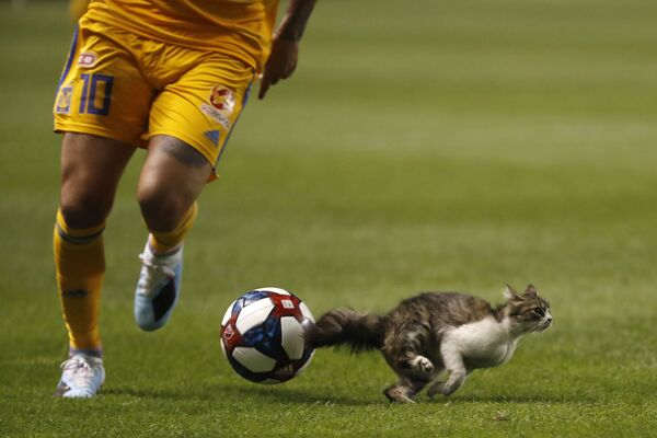 Gato entra no campo durante jogo de futebol entre Tigres UANL e Real Salt Lake nos EUA - Sputnik Brasil