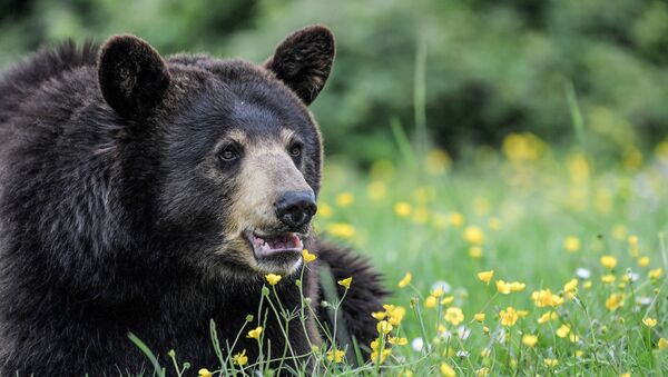 Ursos negros (ursos norte-americanos) no jardim zoológico Planete Sauvage na França - Sputnik Brasil