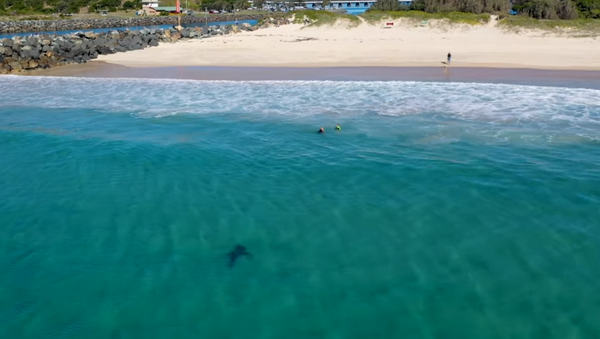 Tubarão-branco colossal rodeia crianças no mar a poucos metros da costa - Sputnik Brasil