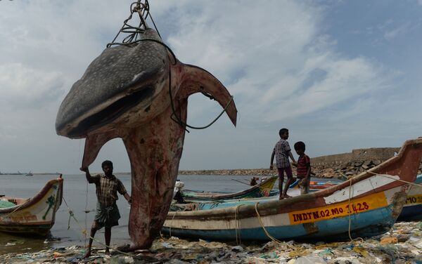 Indiano com o tubarão-baleia no porto de pesca de Kasimedu - Sputnik Brasil