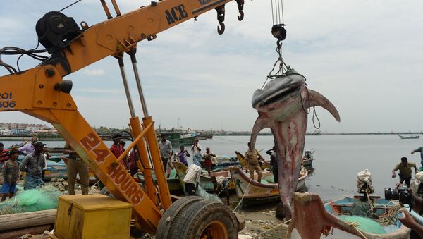 Tubarão-baleia sendo levantado da água com um guindaste para inspeção oficial - Sputnik Brasil