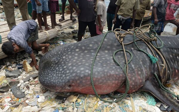 Menino indiano dá uma olhada mais de perto no tubarão-baleia morto, em Chennai - Sputnik Brasil
