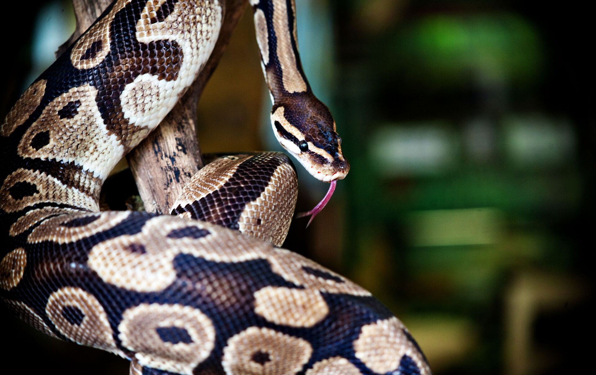 Australiana chama resgate para capturar cobra de borracha