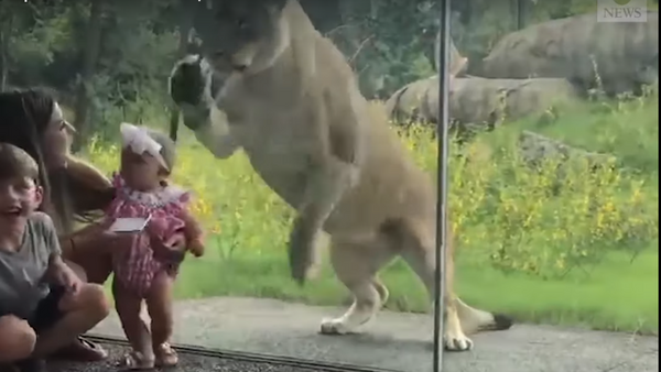 Com crianças na mira: leoa dá salto de ataque em zoo dos EUA - Sputnik Brasil